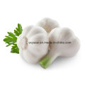 High Quality Natural Allicin Garlic Extract